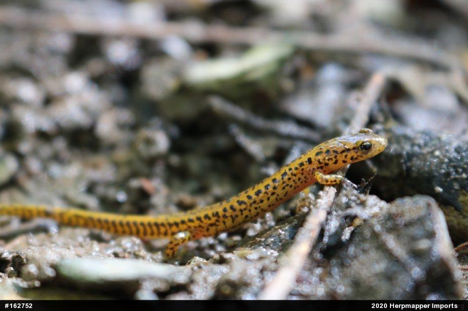 Eastern Long-tailed Salamander
