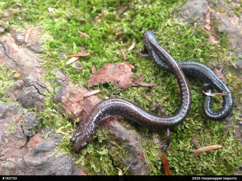 Eastern Red-backed  Salamander
