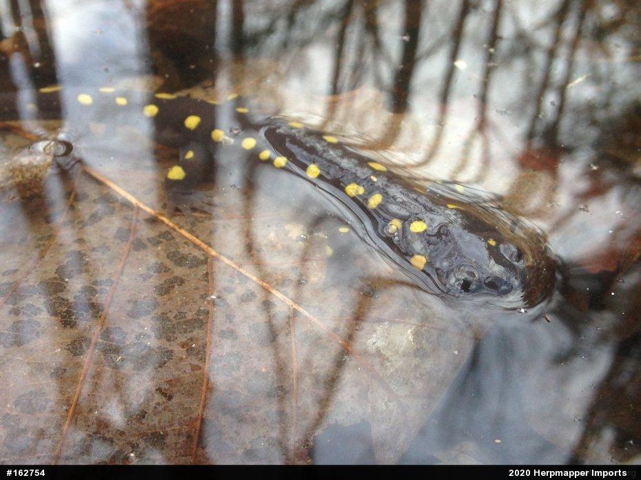 Spotted Salamander