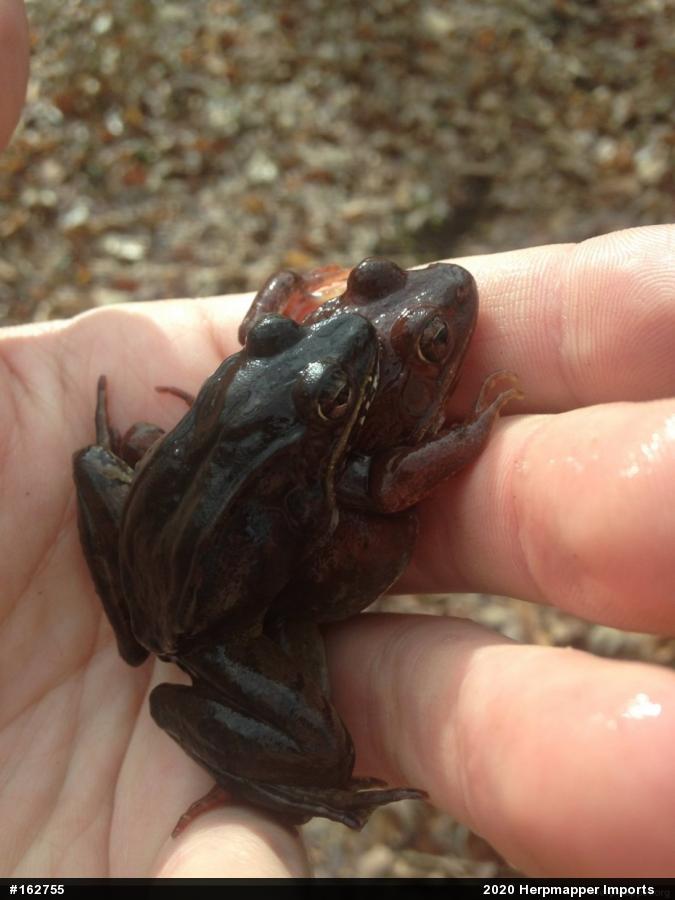 Wood Frog