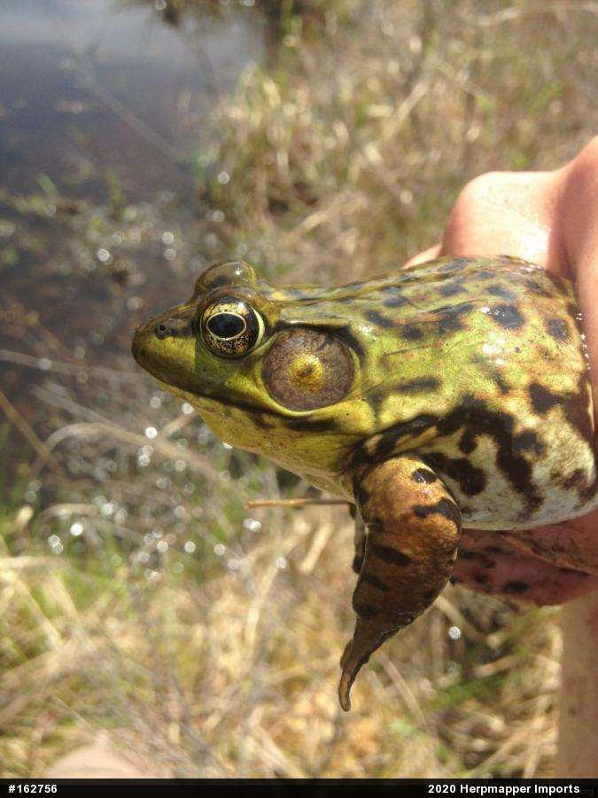 Green Frog