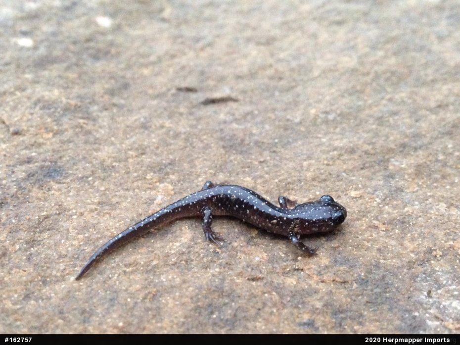 Northern Slimy Salamander