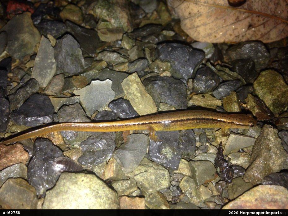 Northern Two-lined Salamander