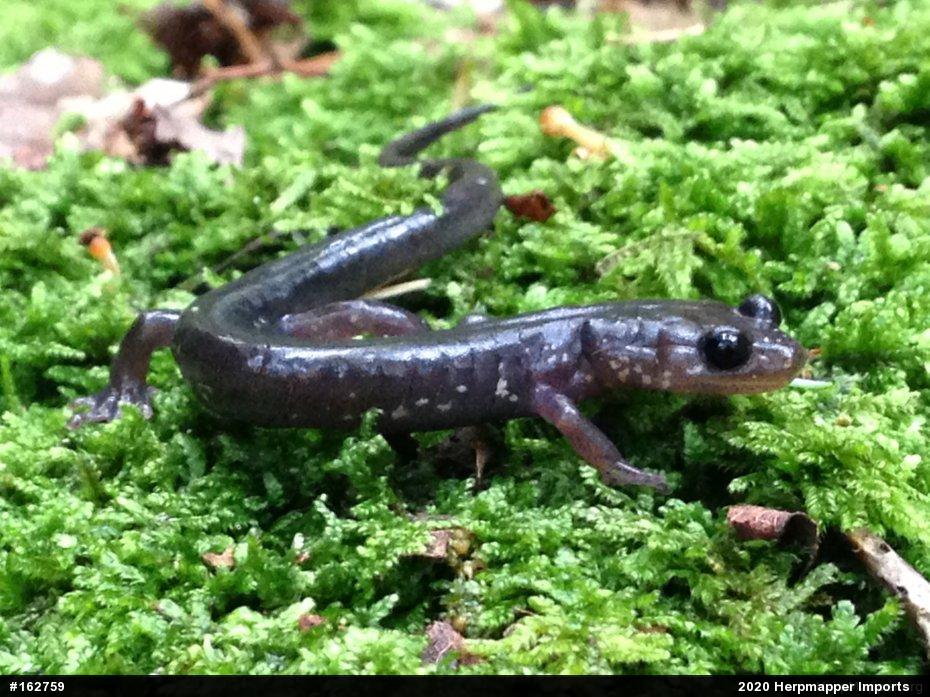 Wehrle's Salamander