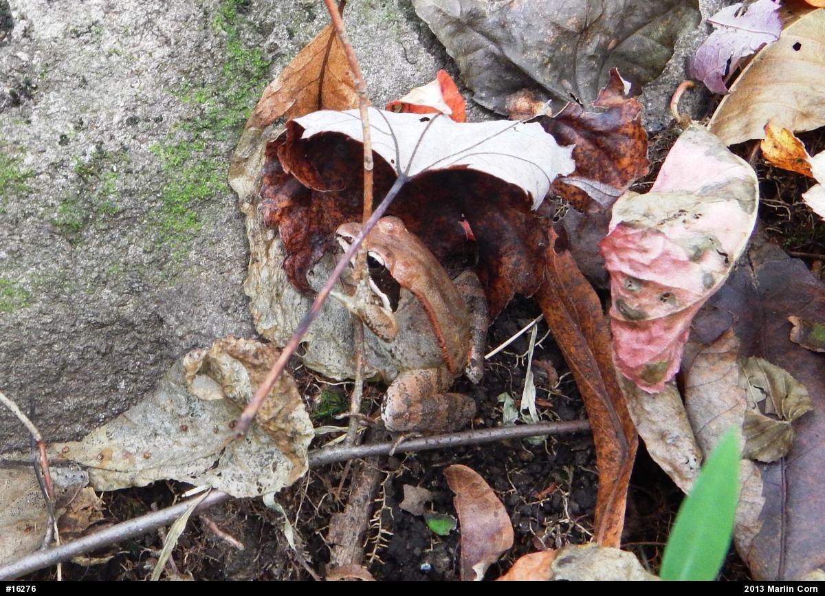 Wood Frog
