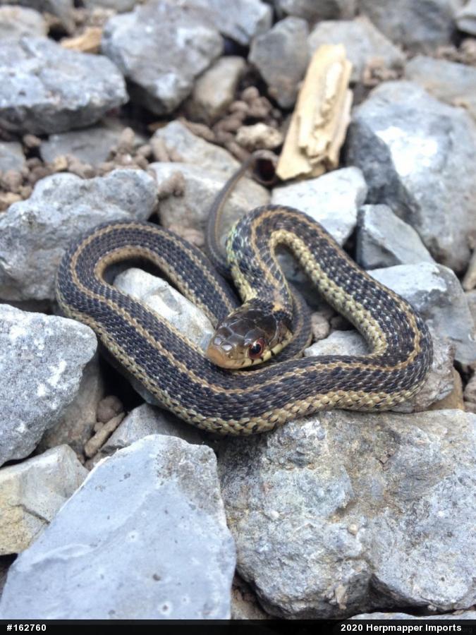 Eastern Gartersnake