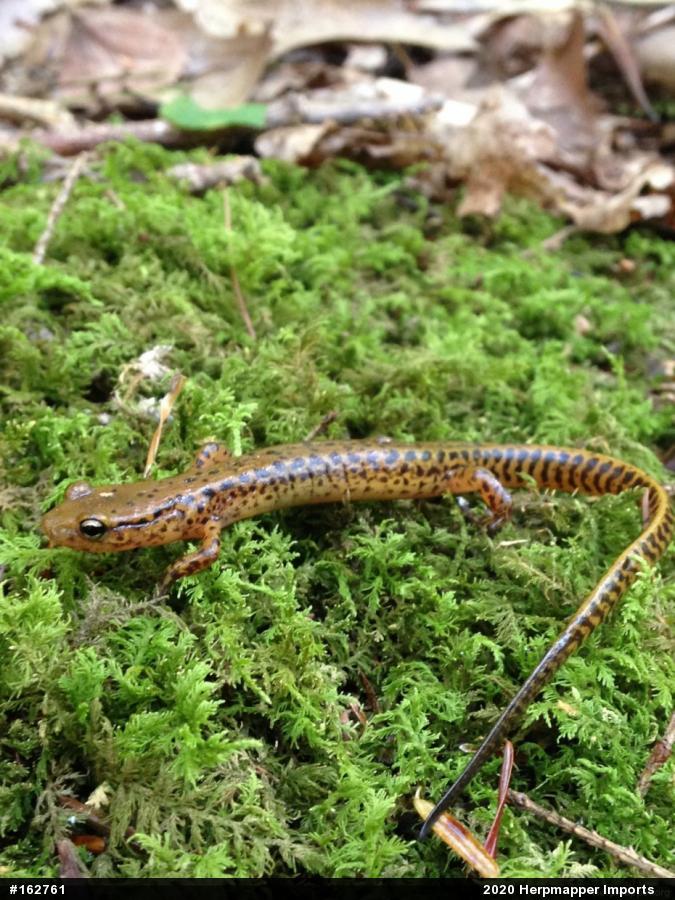 Eastern Long-tailed Salamander