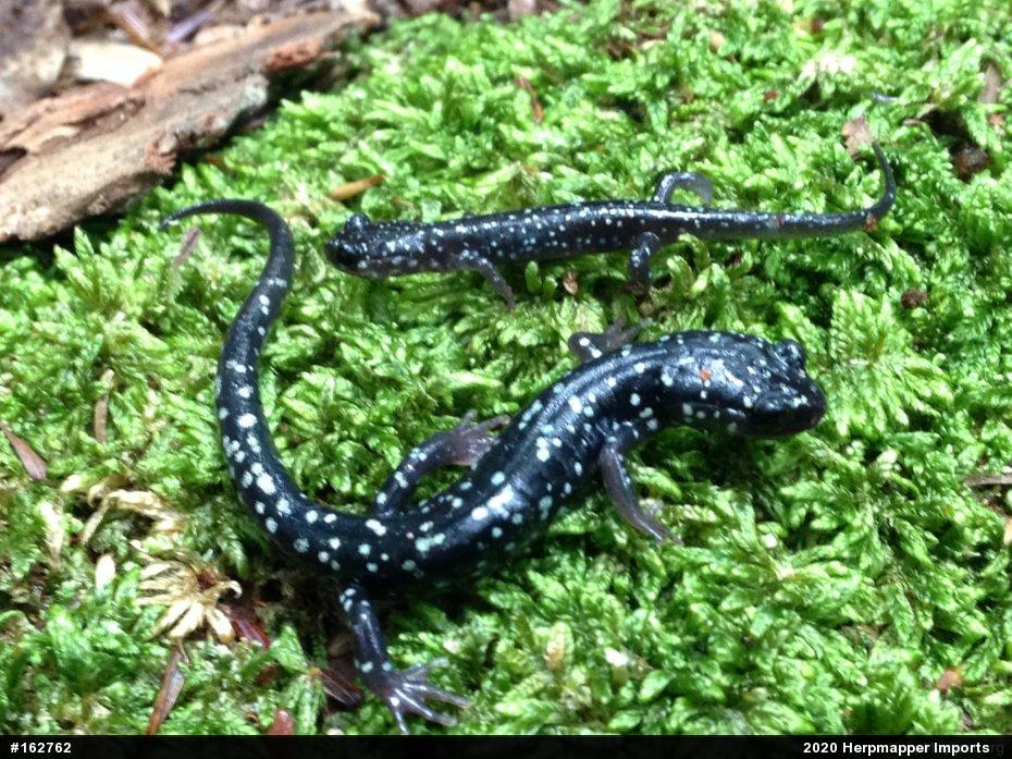 Northern Slimy Salamander