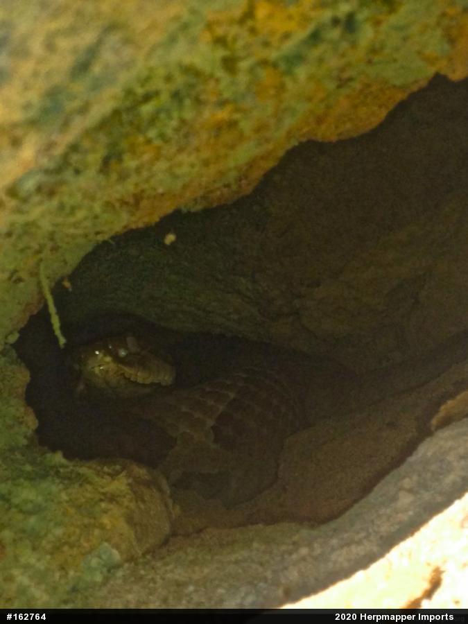 Northern Copperhead