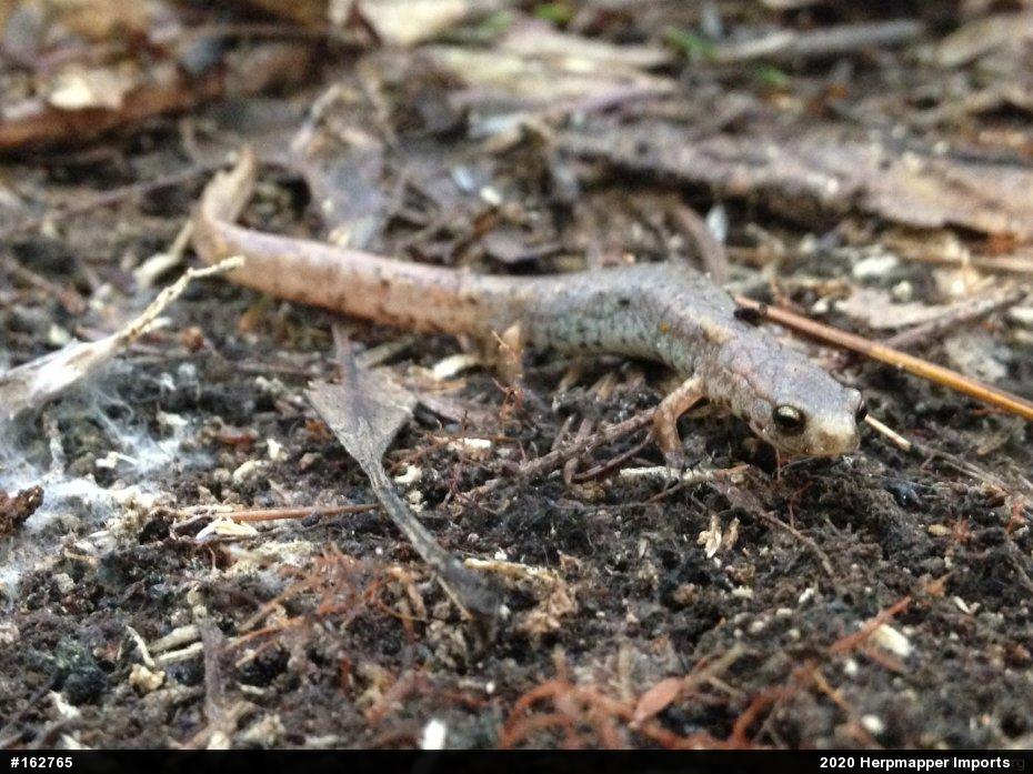 Four-toed Salamander