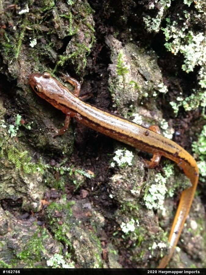 Northern Two-lined Salamander