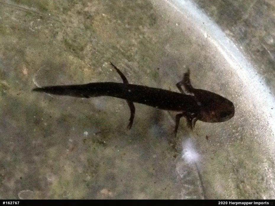 Mole Salamanders
