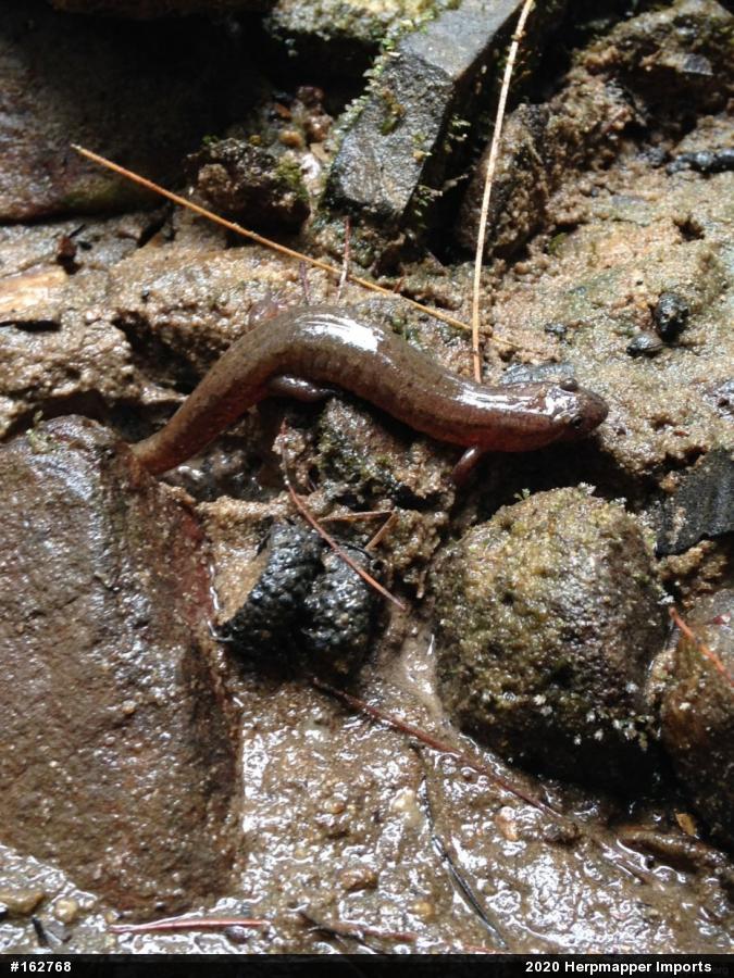 Northern Dusky Salamander