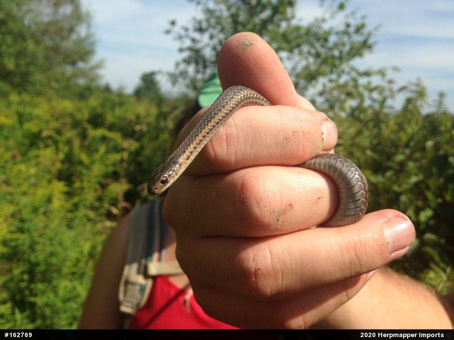 Shorthead Gartersnake
