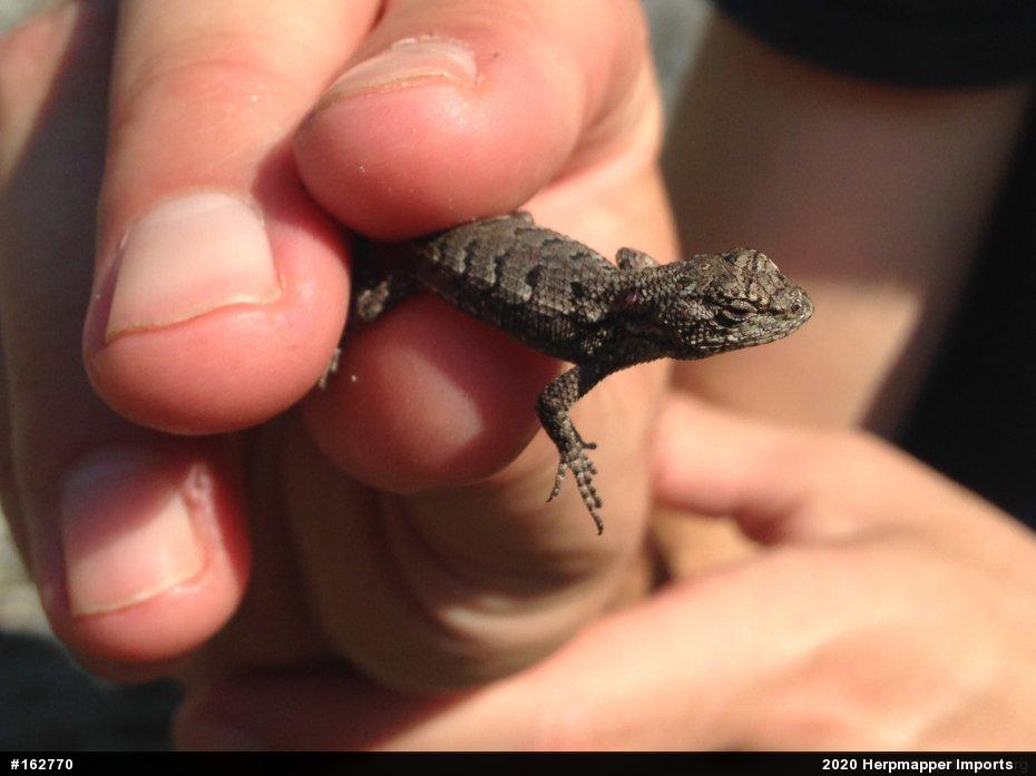Eastern Fence Lizard