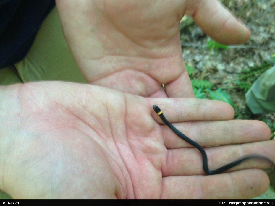 Northern Ring-necked Snake