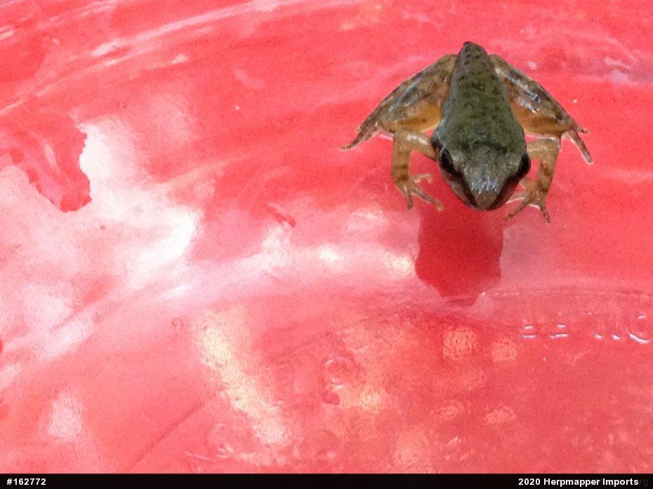 Wood Frog