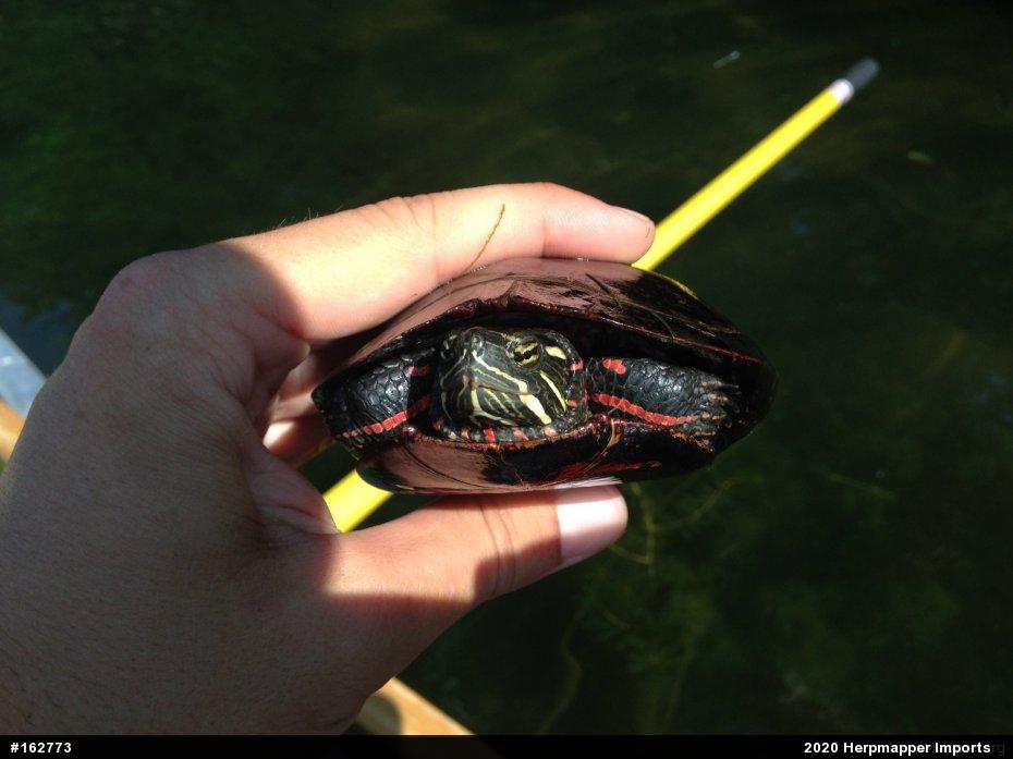 Painted Turtle