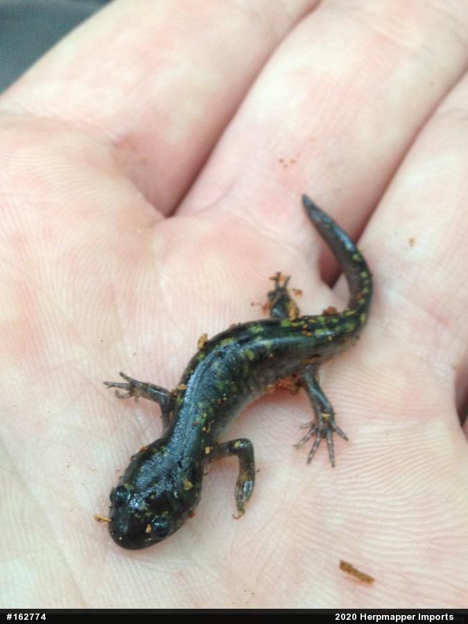 Spotted Salamander