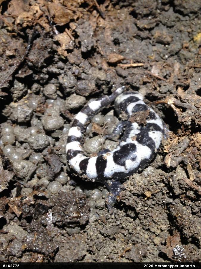 Marbled Salamander