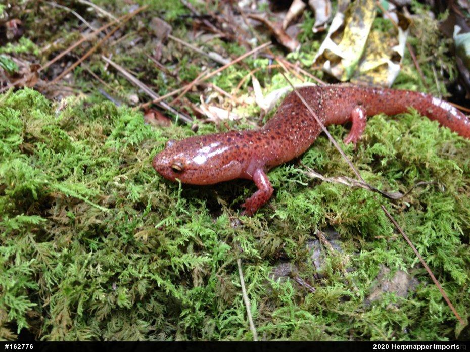 Northern Red Salamander
