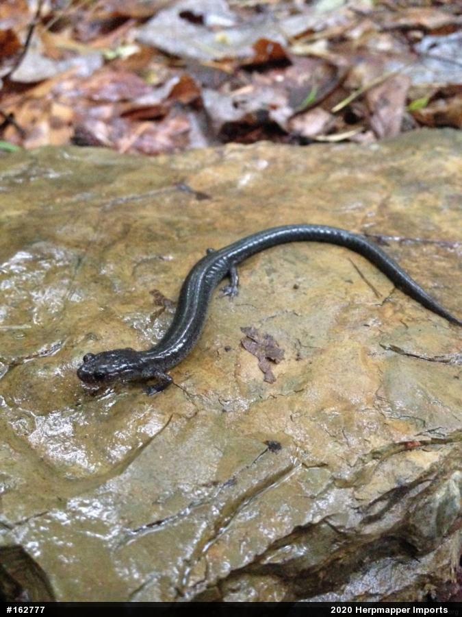Valley And Ridge Salamander