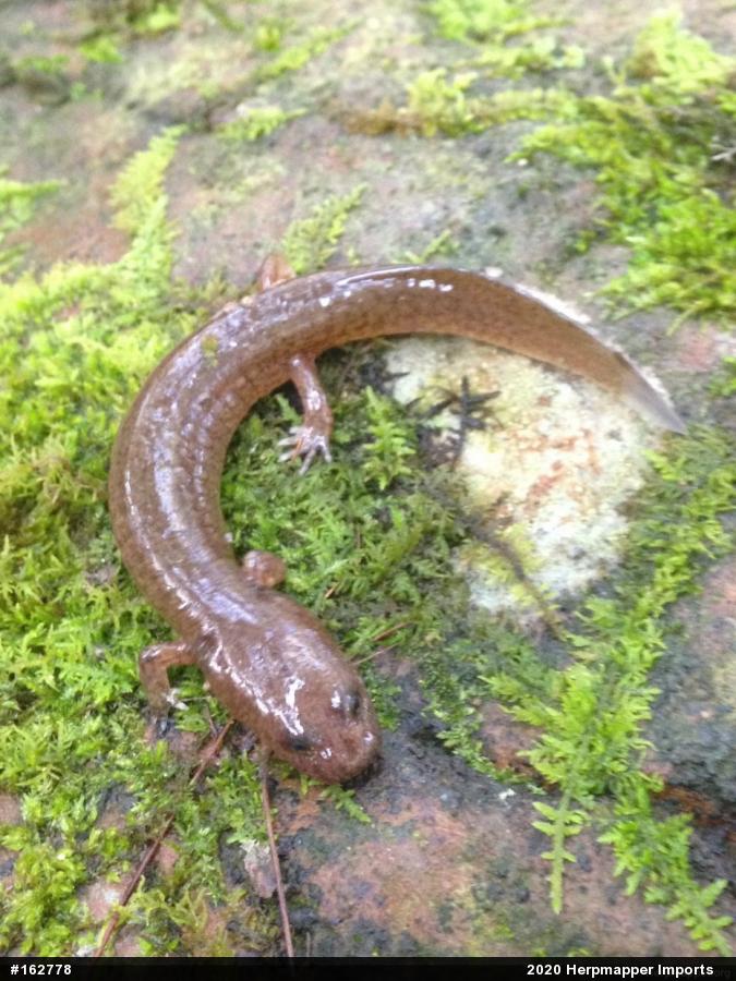 Northern Spring Salamander