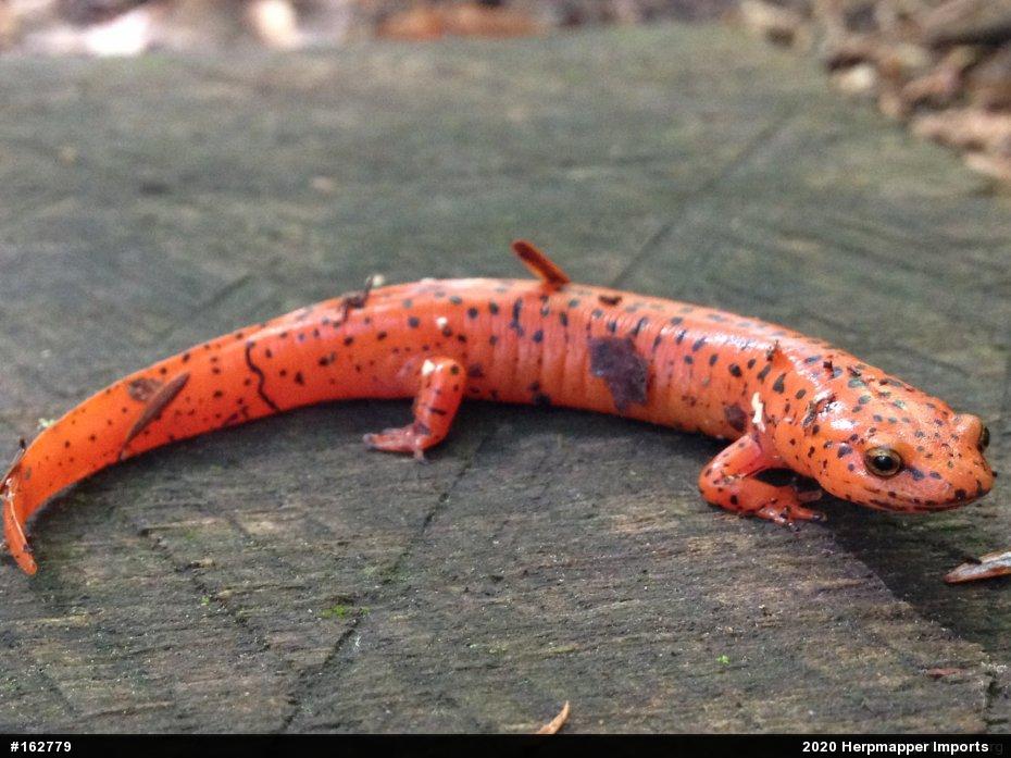 Northern Red Salamander