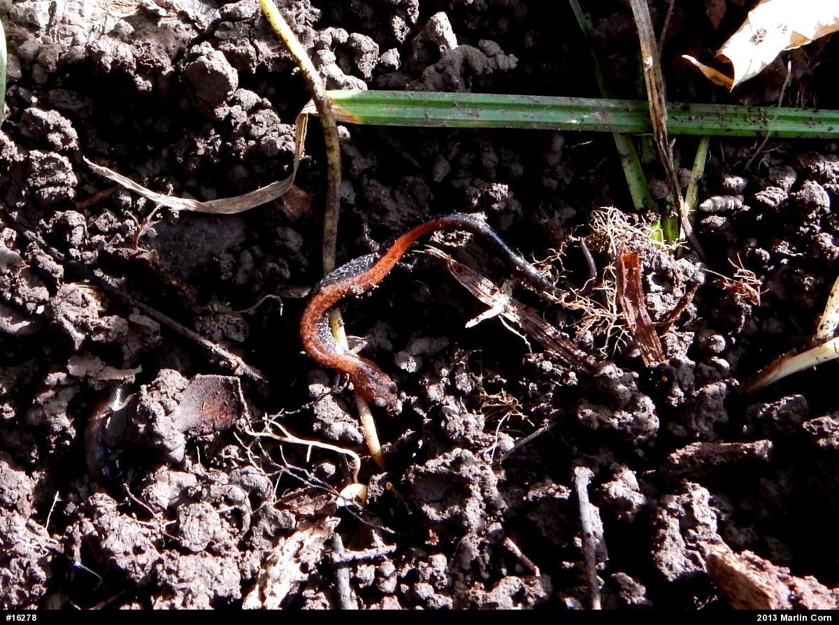Eastern Red-backed  Salamander