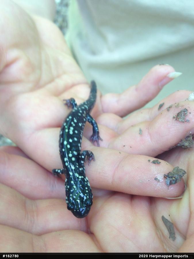 Northern Slimy Salamander
