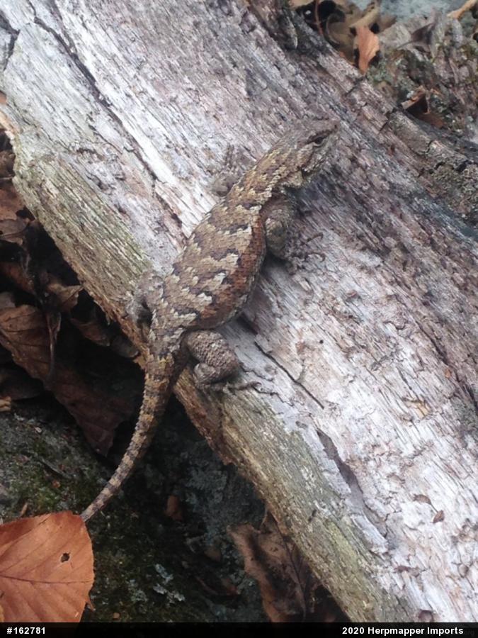 Eastern Fence Lizard