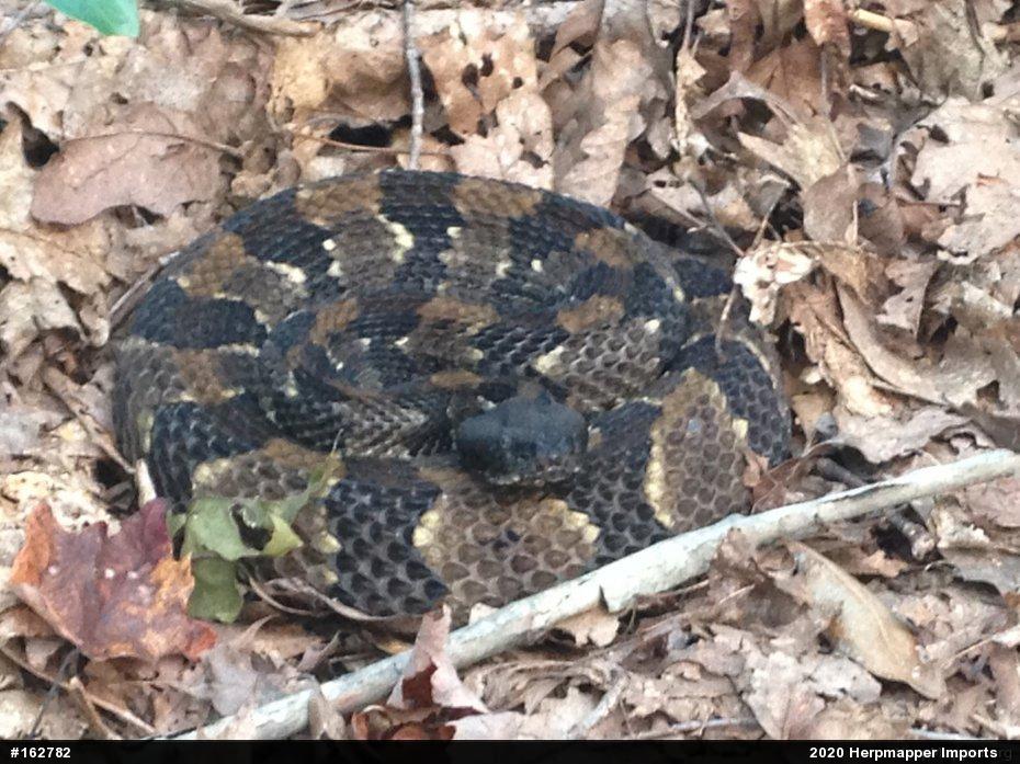 Timber Rattlesnake