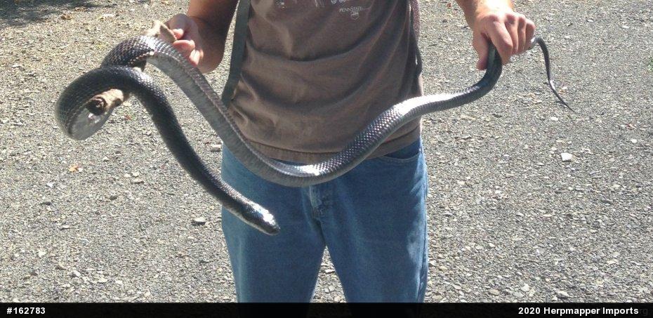 Eastern Ratsnake