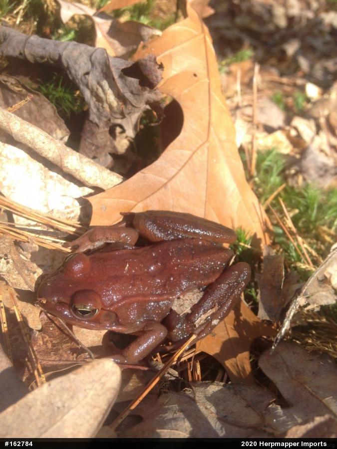 Wood Frog