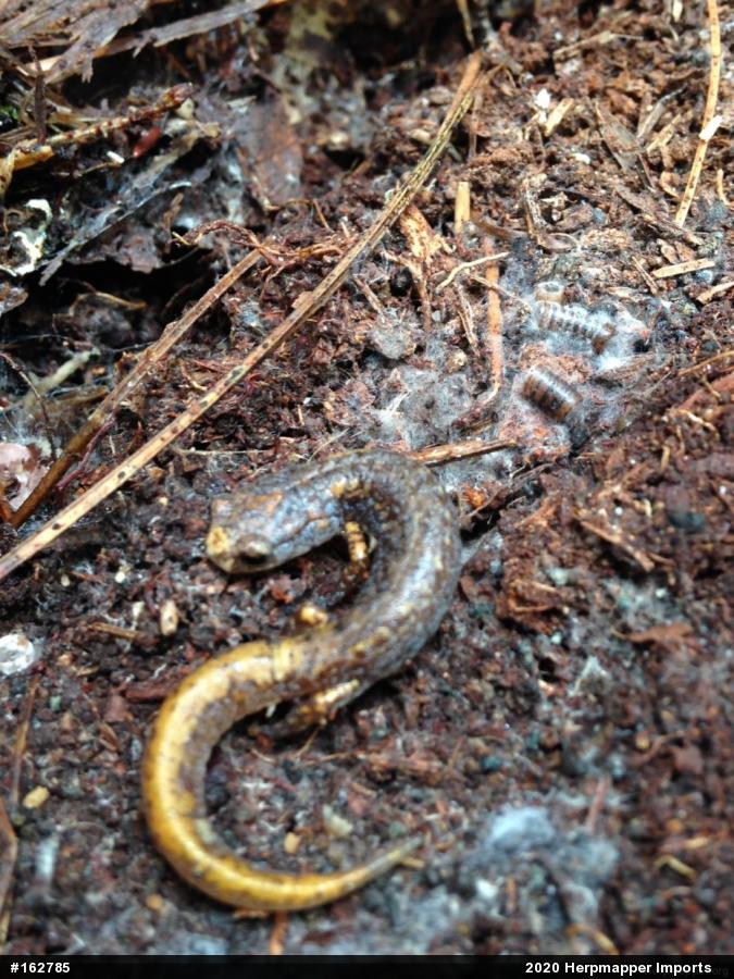 Four-toed Salamander