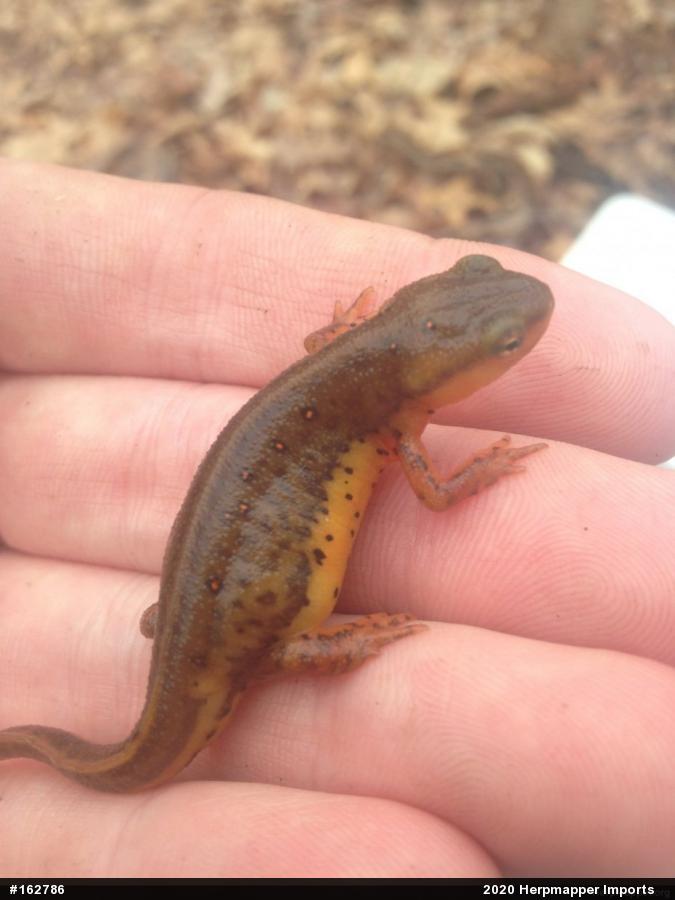 Red-spotted Newt