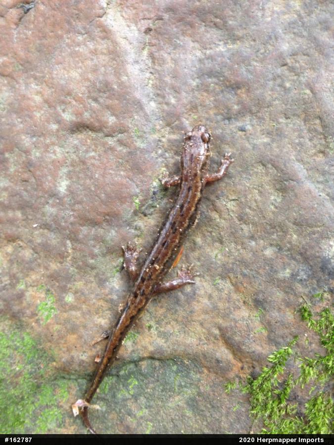 Northern Dusky Salamander