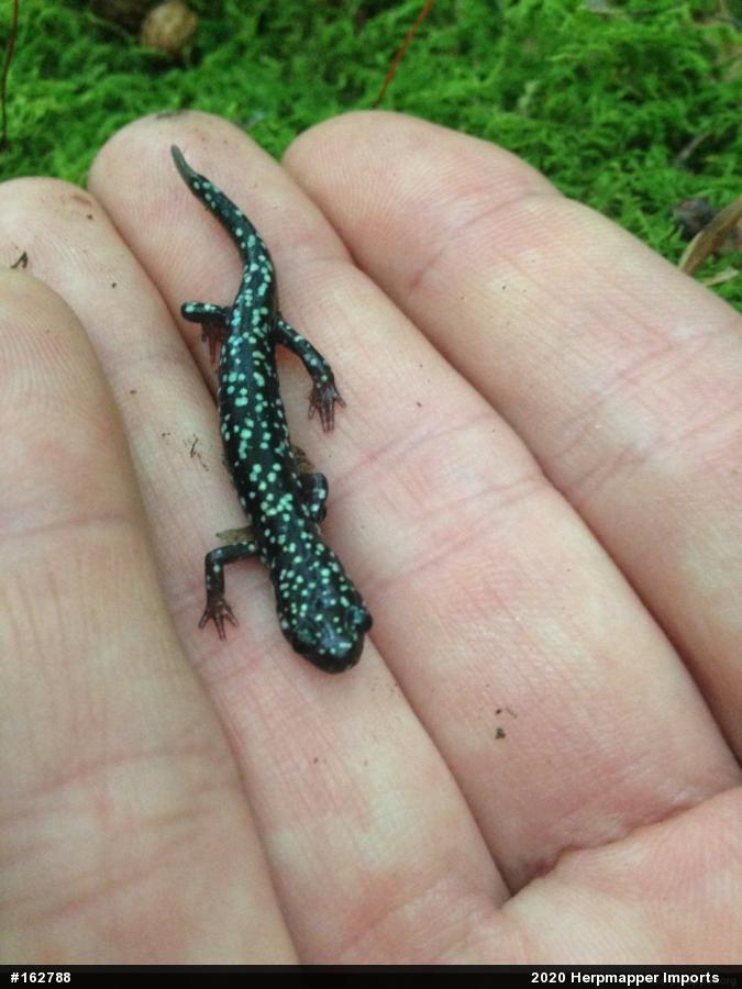 Northern Slimy Salamander