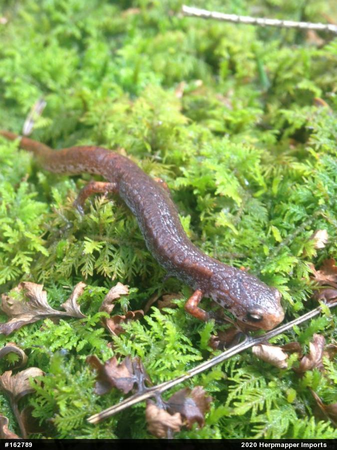 Four-toed Salamander