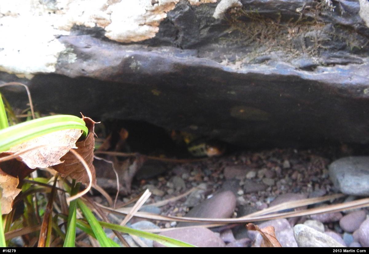 Eastern Gartersnake