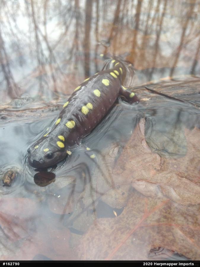 Spotted Salamander