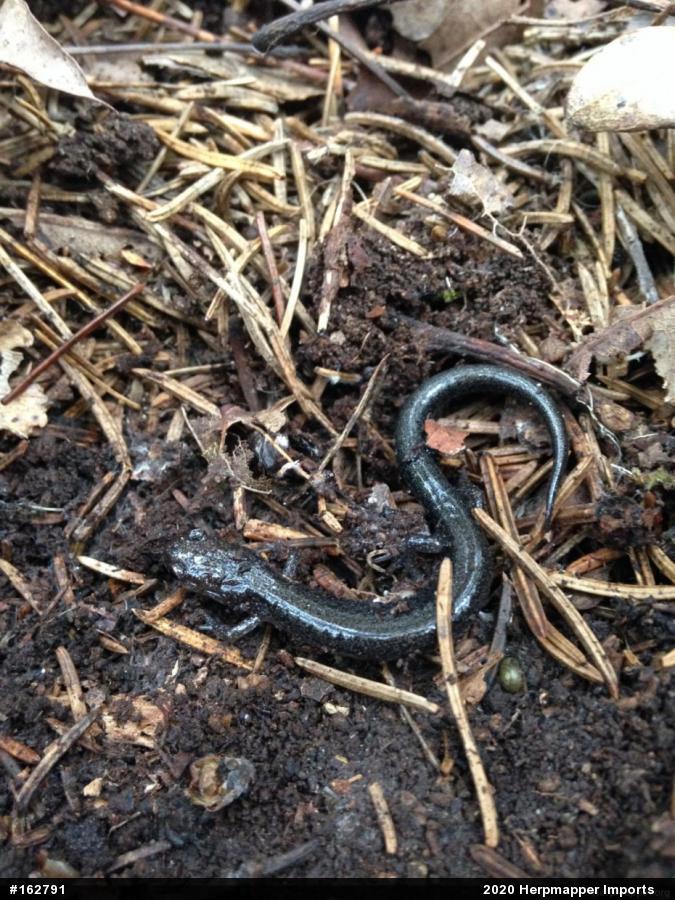 Woodland Salamanders