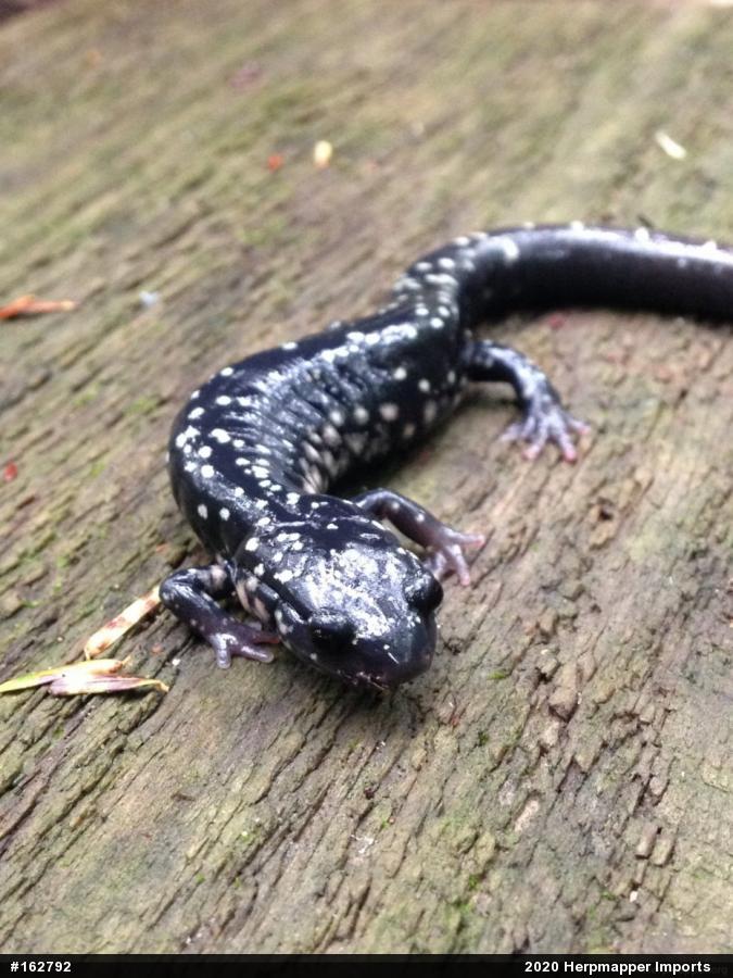 Northern Slimy Salamander