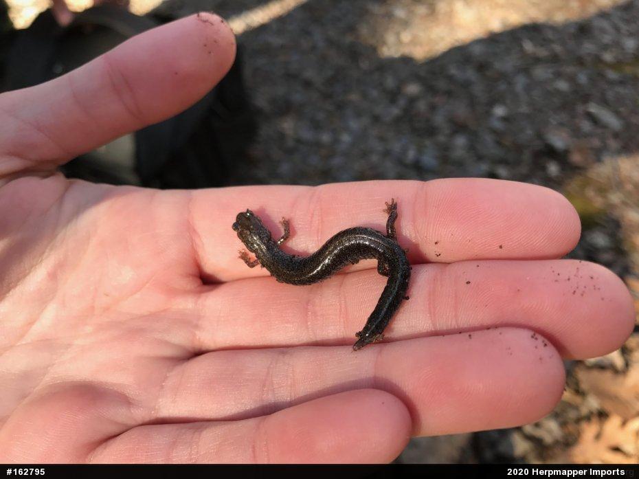 Eastern Red-backed  Salamander