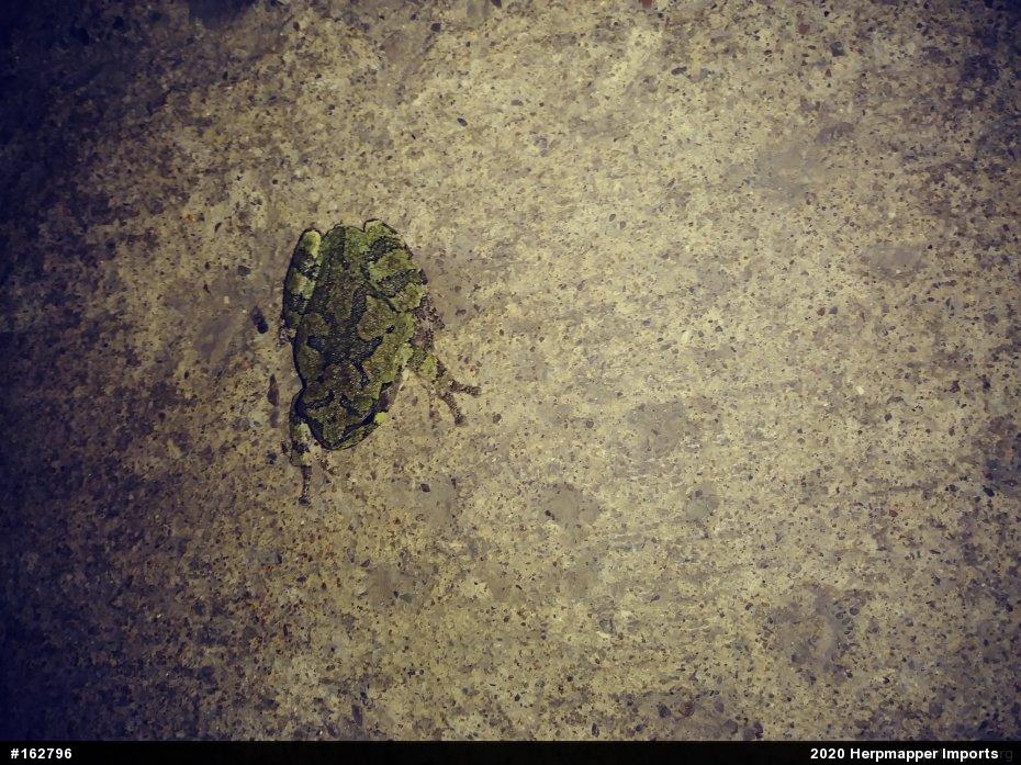 Unknown Gray Treefrog