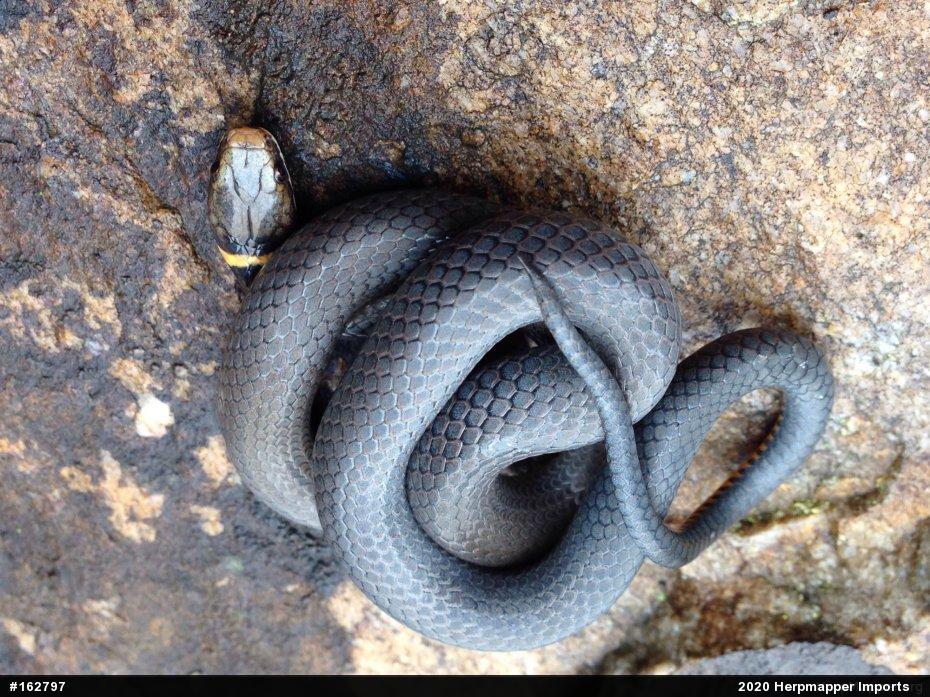 Northern Ring-necked Snake