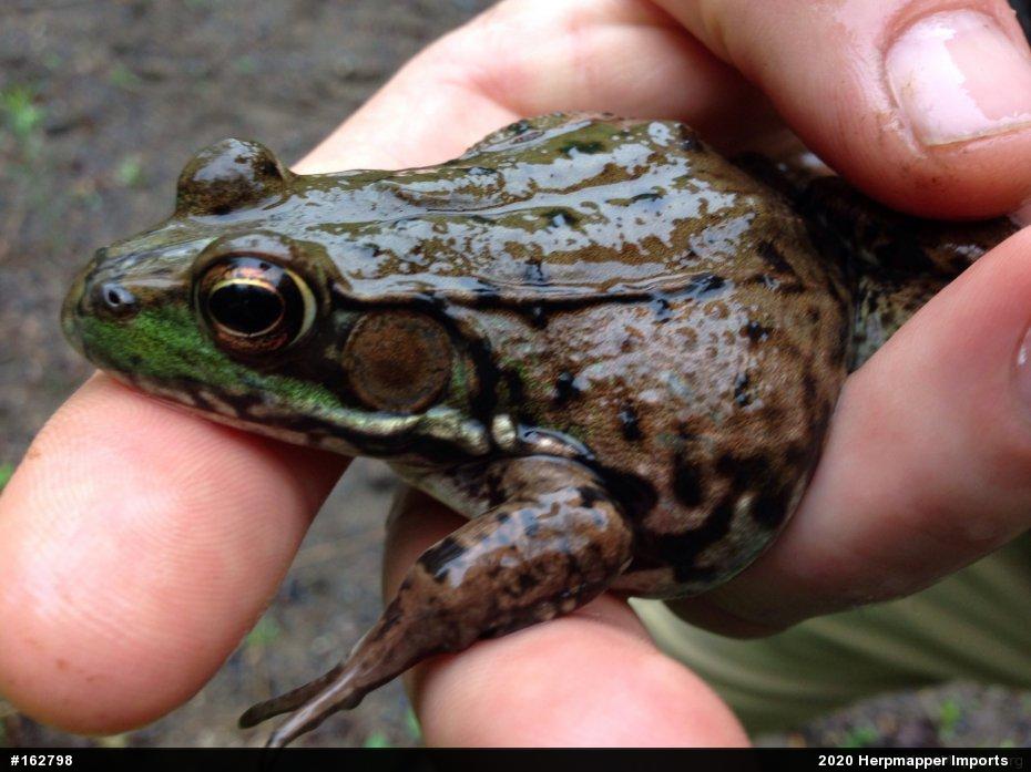 Green Frog