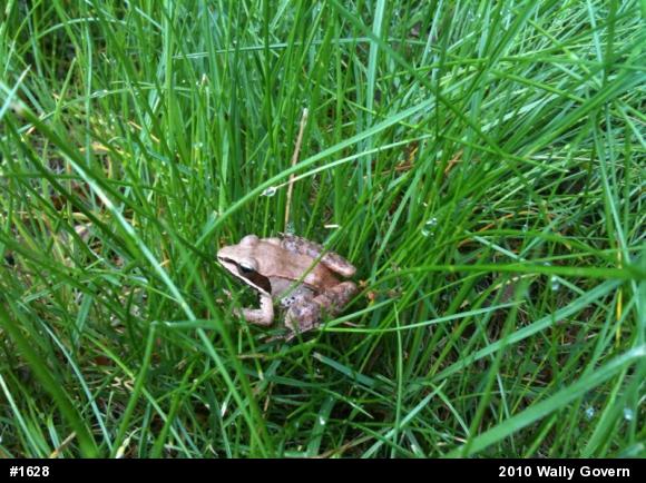 Wood Frog