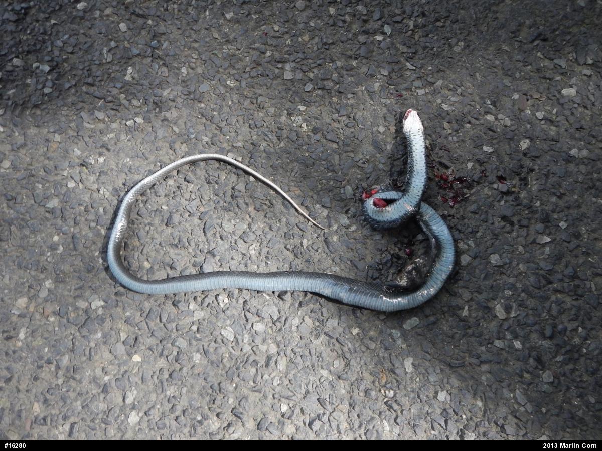 Northern Black Racer