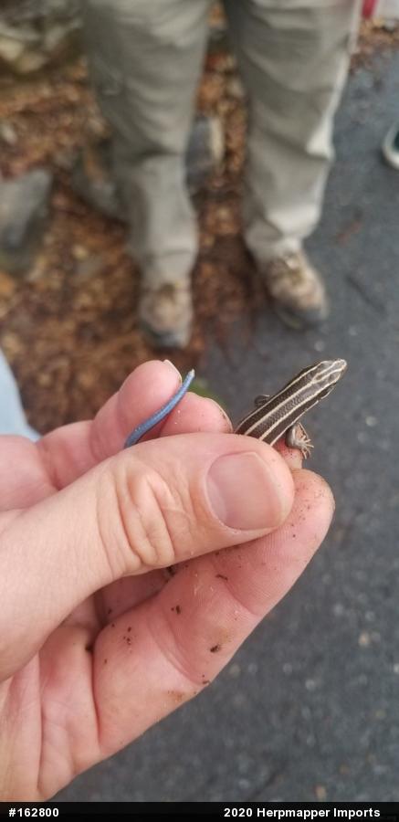 Common Five-lined Skink